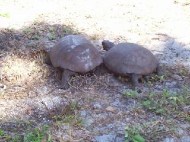 Gopher tortoise florida Florida endangered gopher tortoise about Tortoise Reptiles and Amphibians